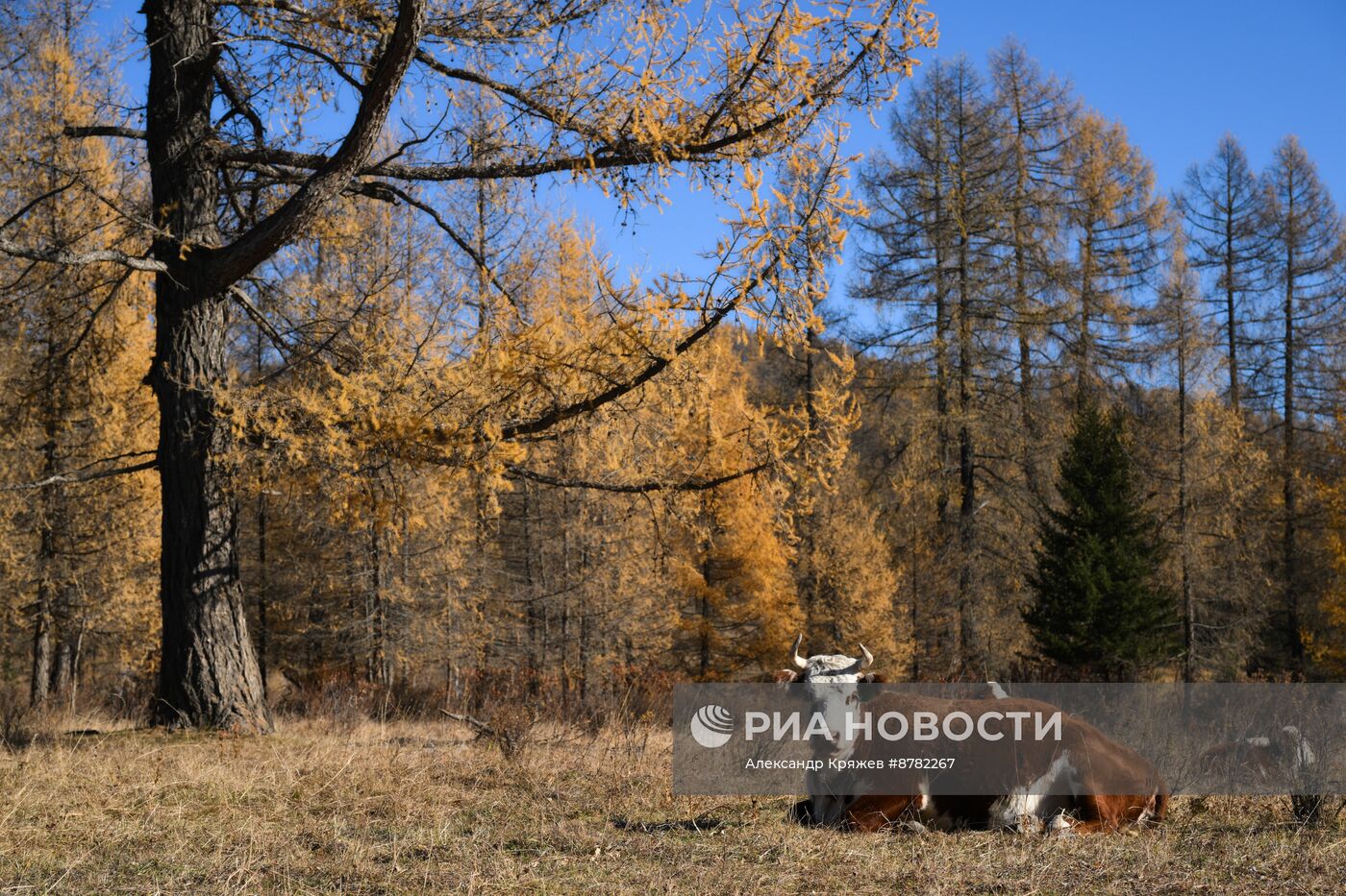 Осень на Алтае 