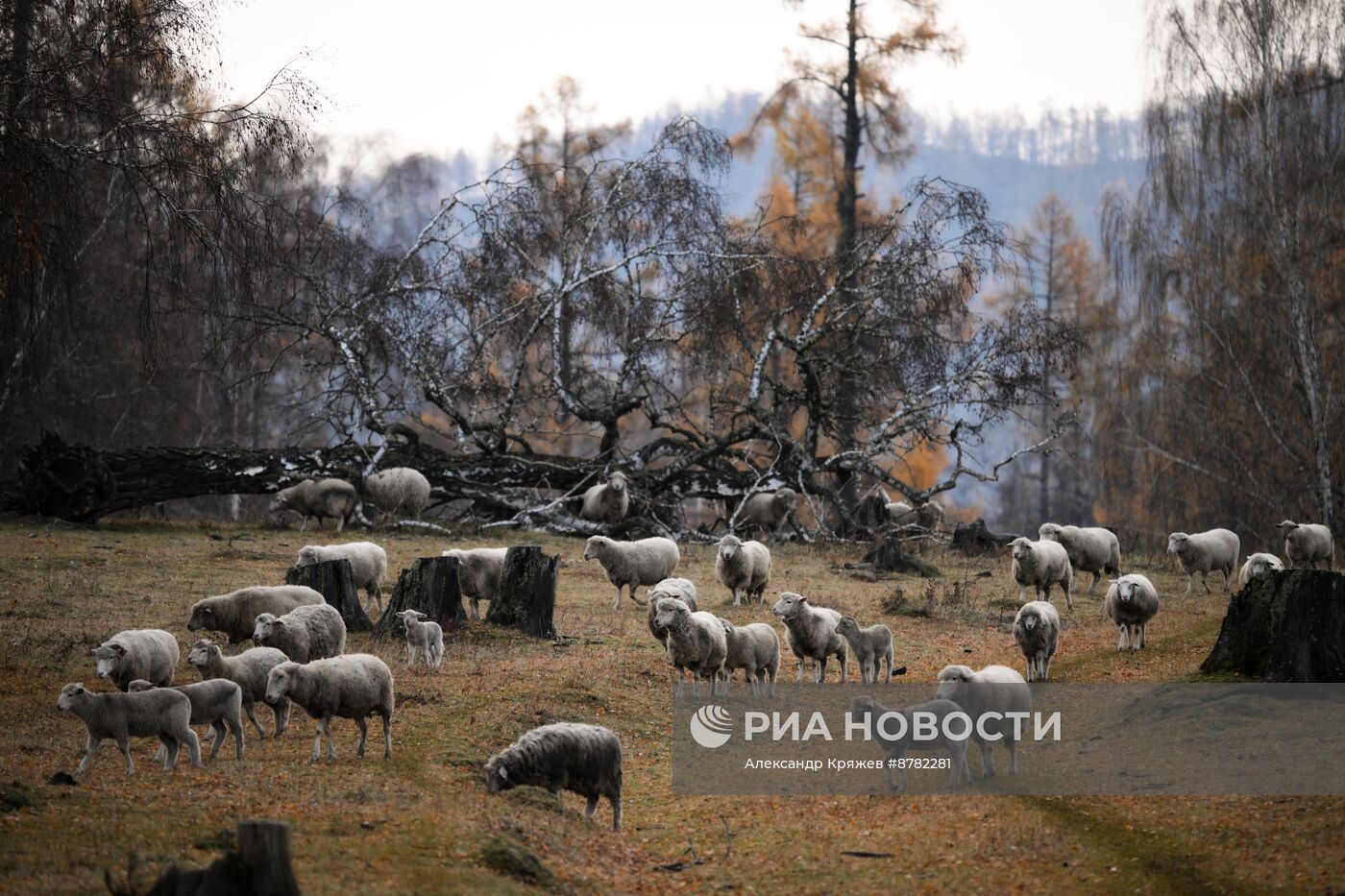 Осень на Алтае 