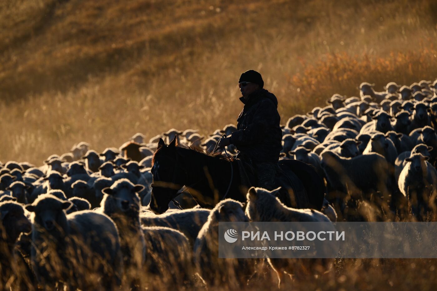 Чабанская стоянка в Республике Алтай