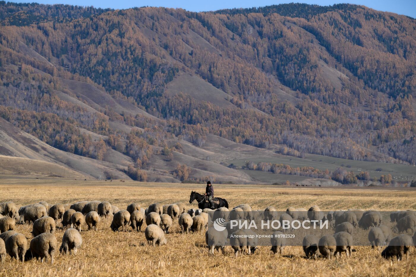 Чабанская стоянка в Республике Алтай