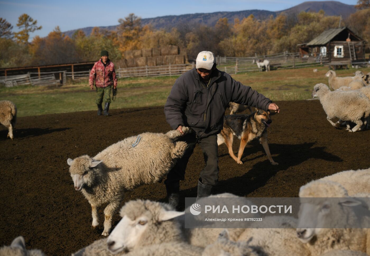 Чабанская стоянка в Республике Алтай