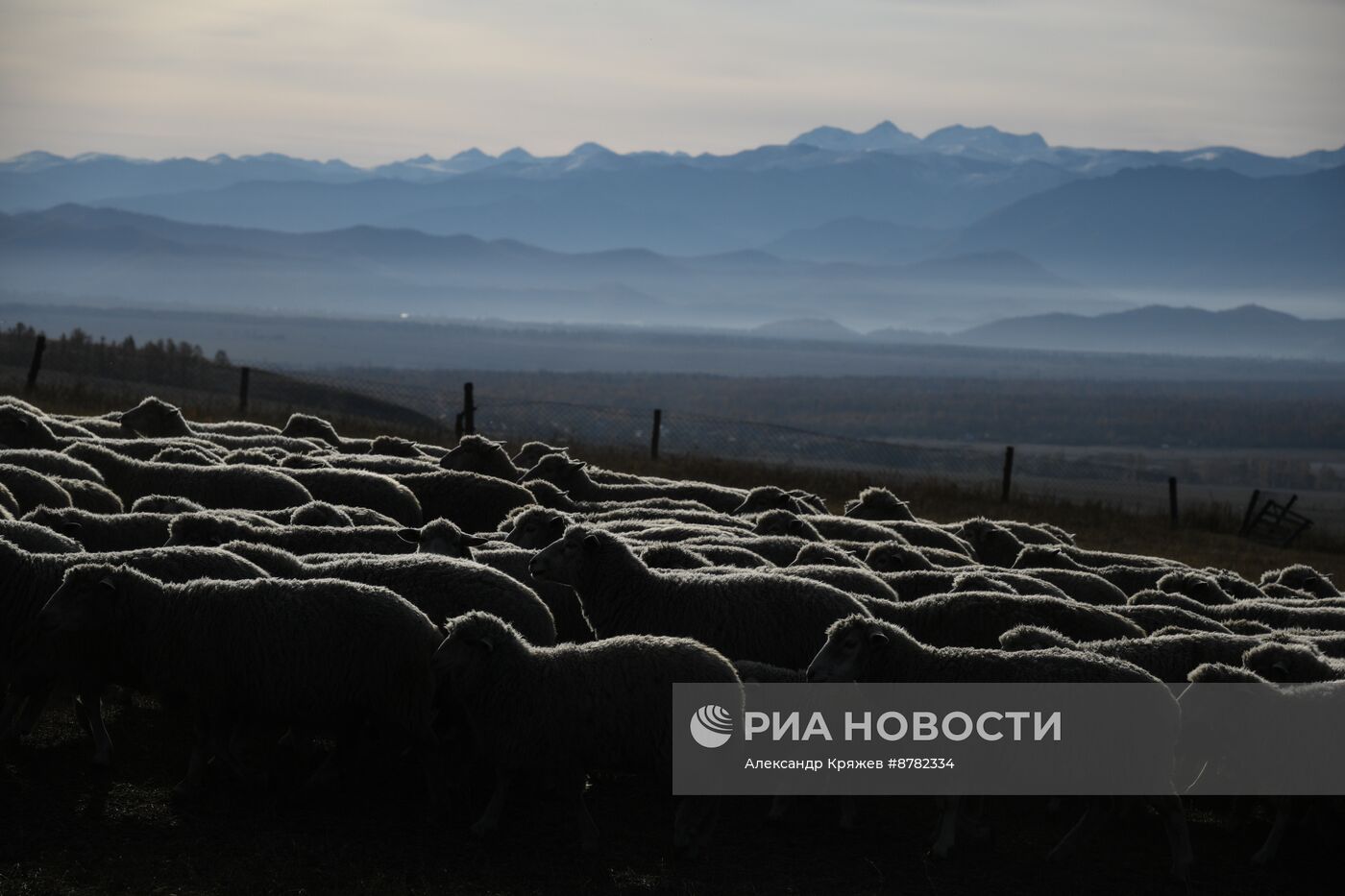 Чабанская стоянка в Республике Алтай