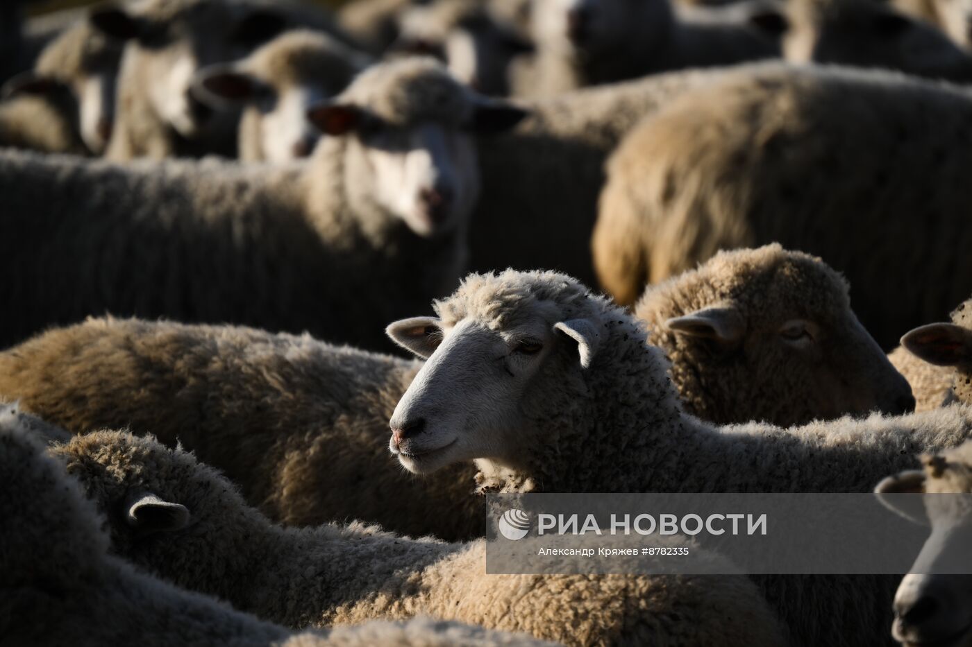 Чабанская стоянка в Республике Алтай