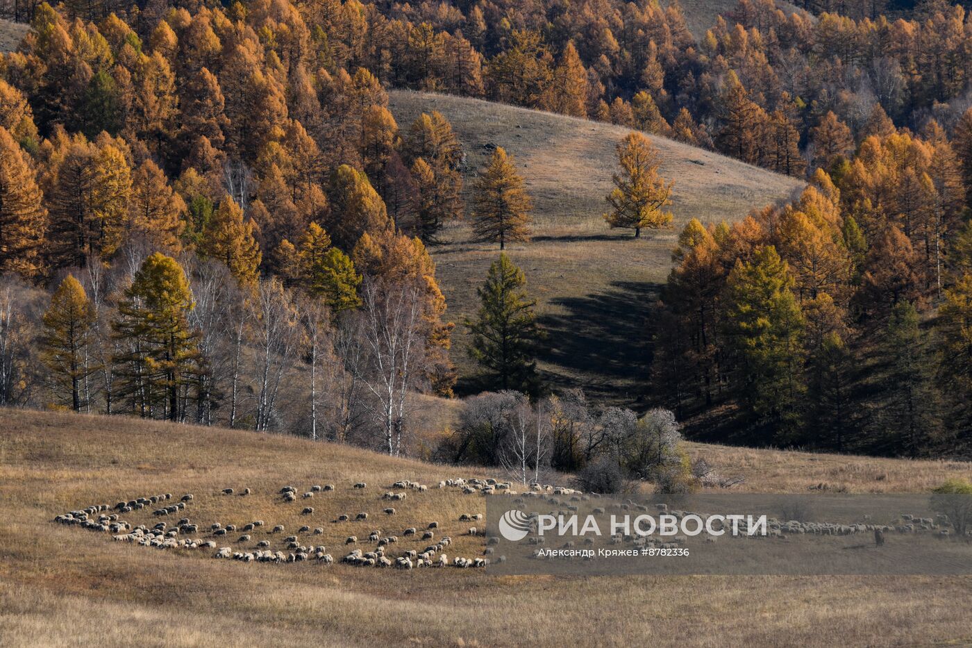 Чабанская стоянка в Республике Алтай