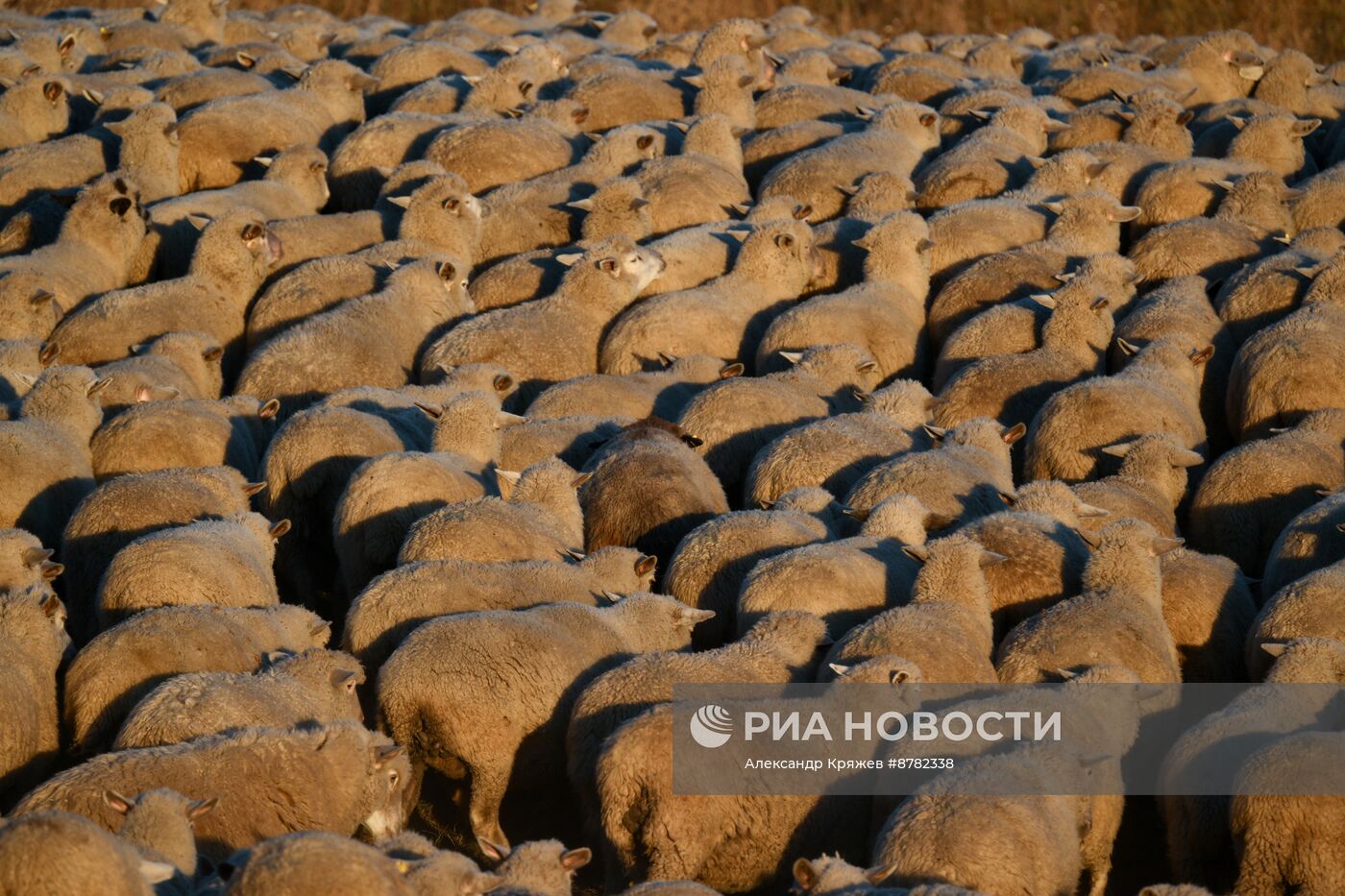 Чабанская стоянка в Республике Алтай