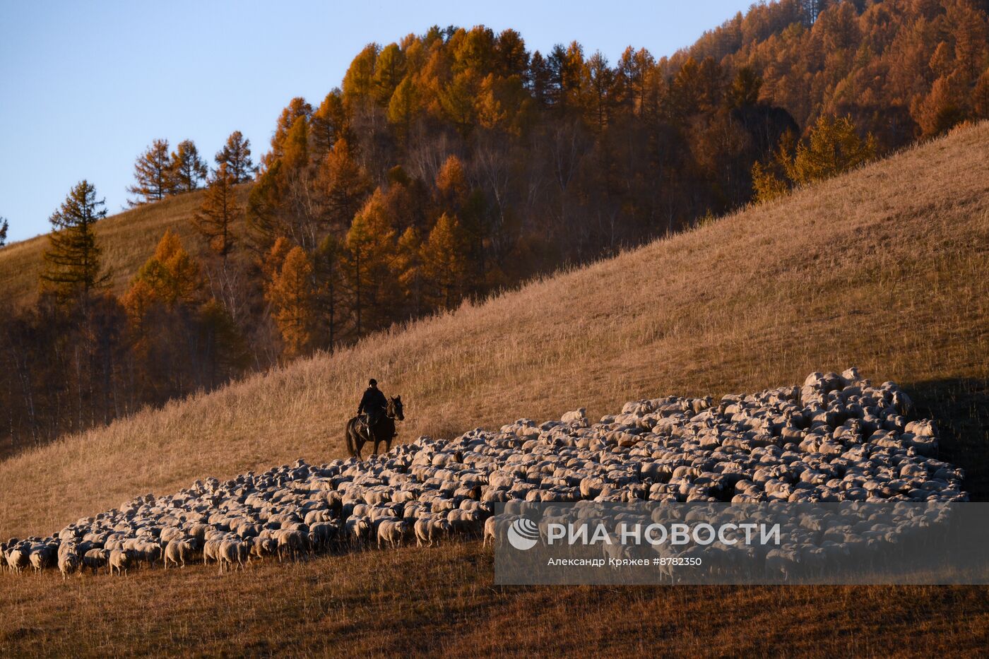 Чабанская стоянка в Республике Алтай