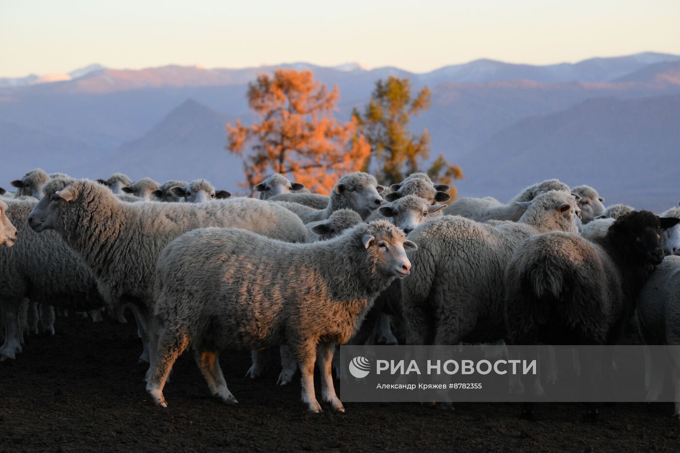 Чабанская стоянка в Республике Алтай