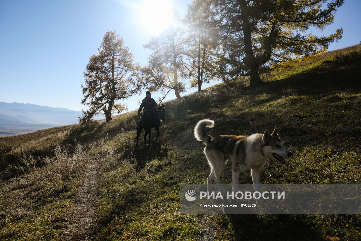 Чабанская стоянка в Республике Алтай