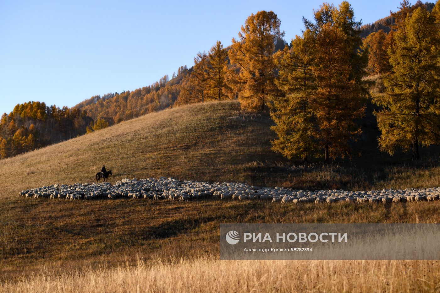 Чабанская стоянка в Республике Алтай