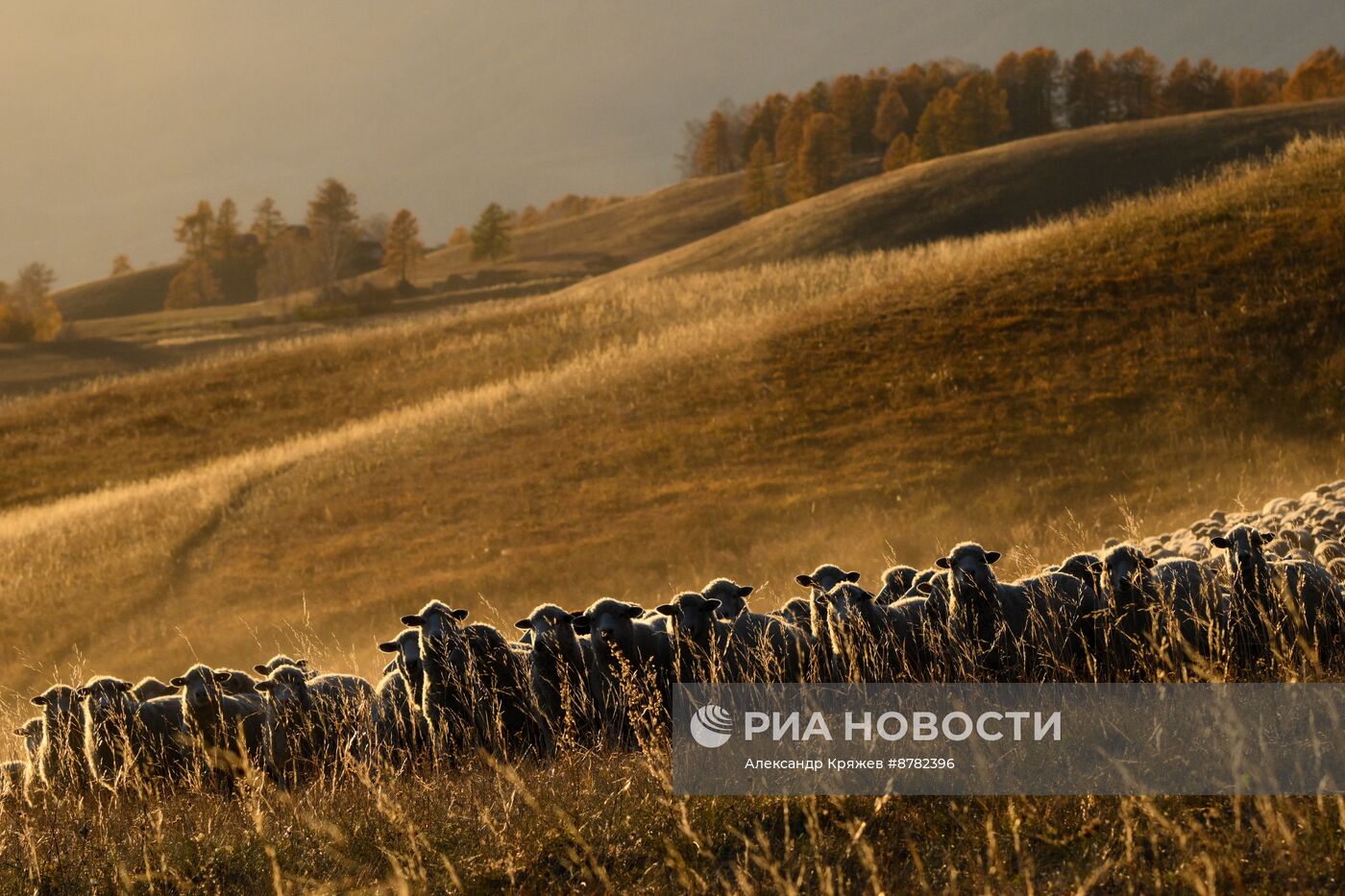 Чабанская стоянка в Республике Алтай