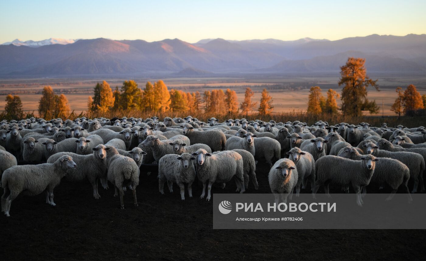 Чабанская стоянка в Республике Алтай