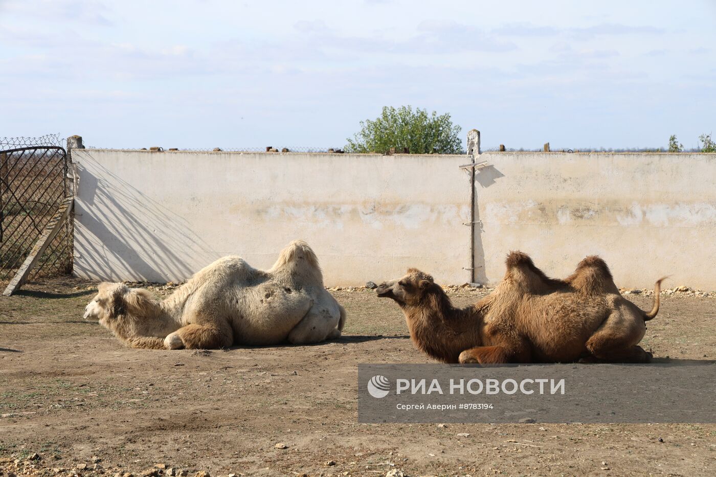 Биосферный заповедник "Аскания-Нова"