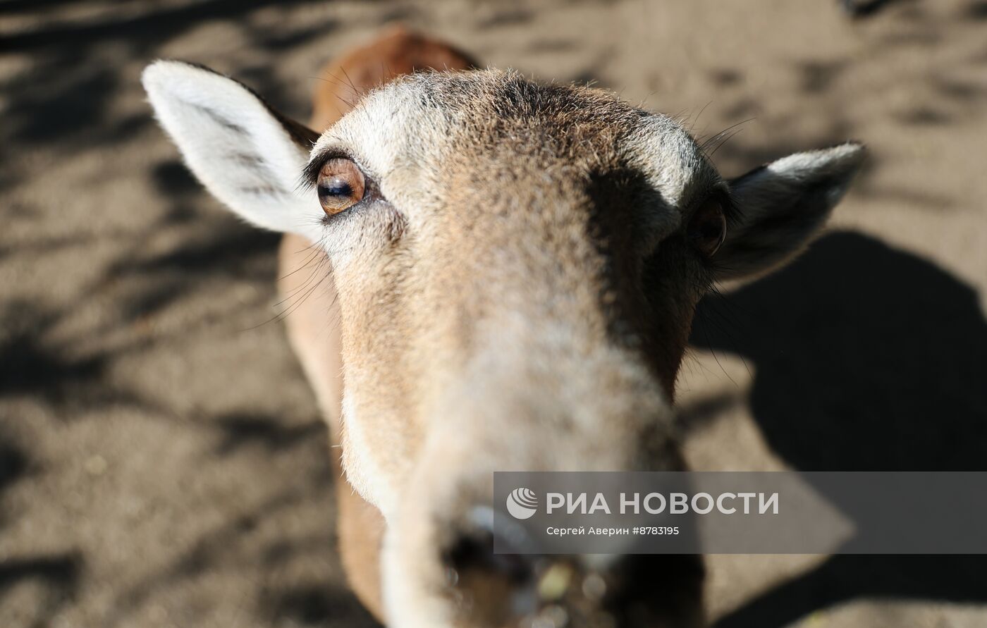 Биосферный заповедник "Аскания-Нова"