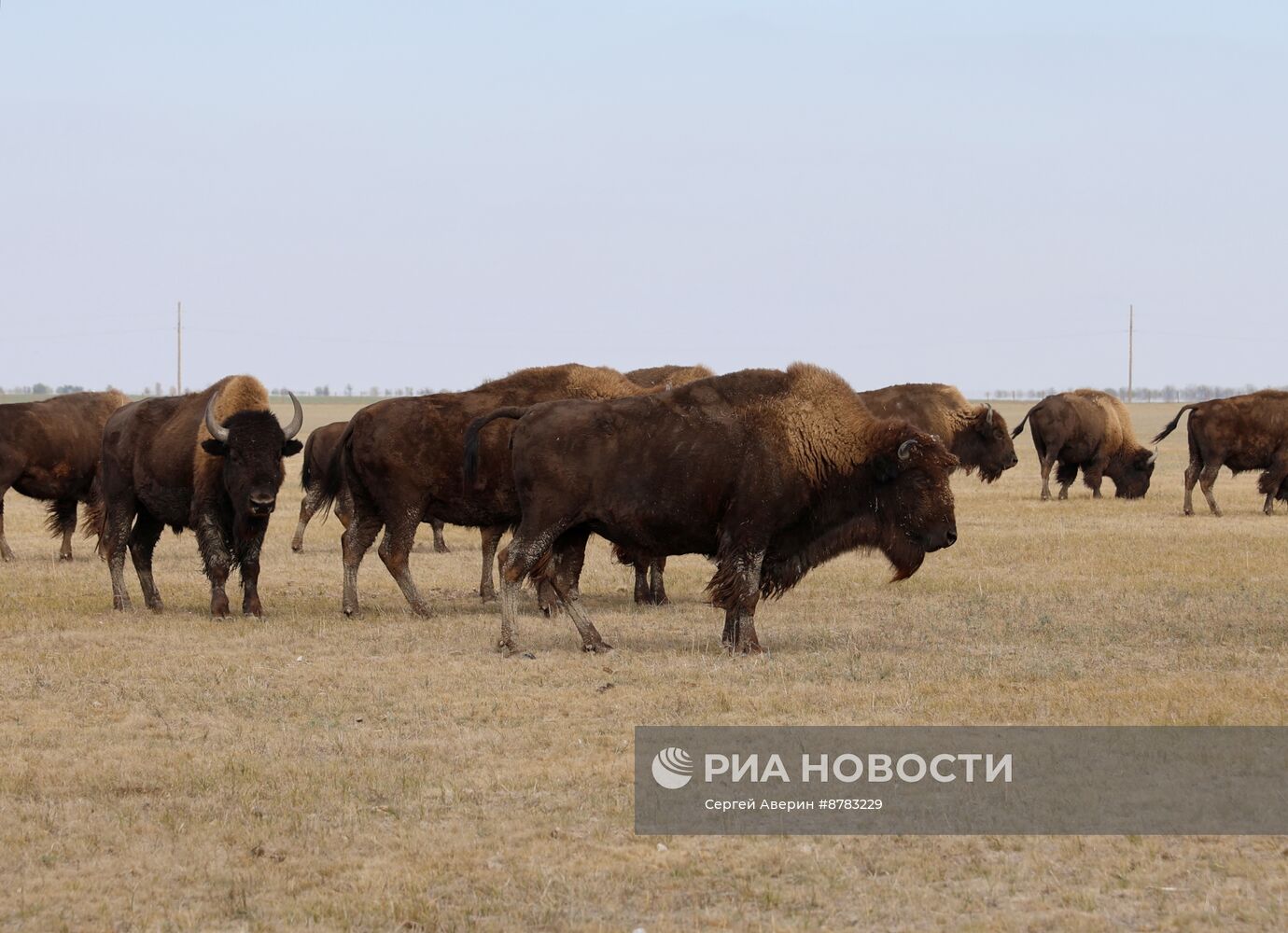 Биосферный заповедник "Аскания-Нова"