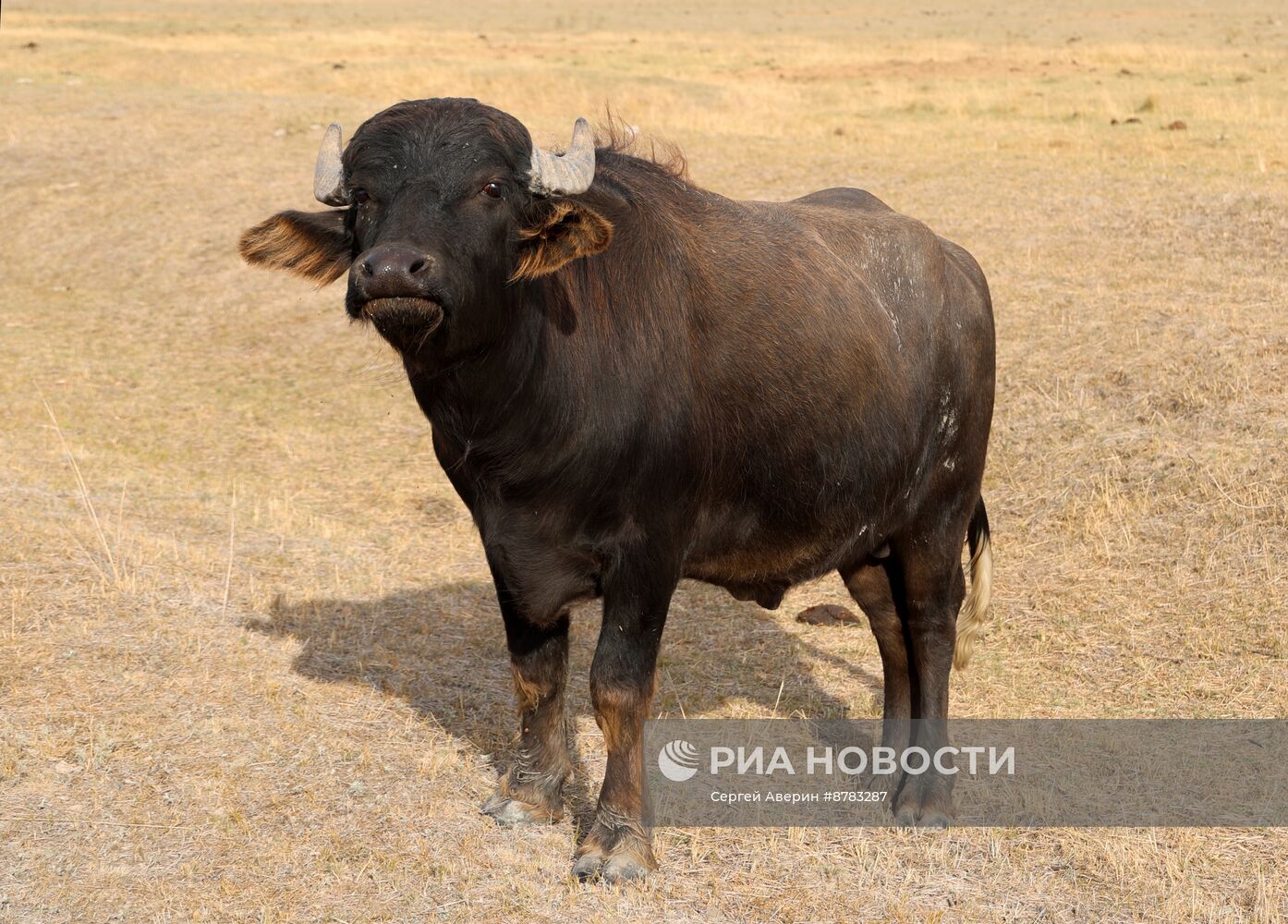 Биосферный заповедник "Аскания-Нова"