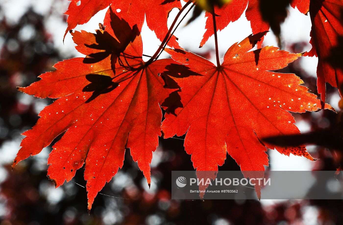 Осень в Приморье