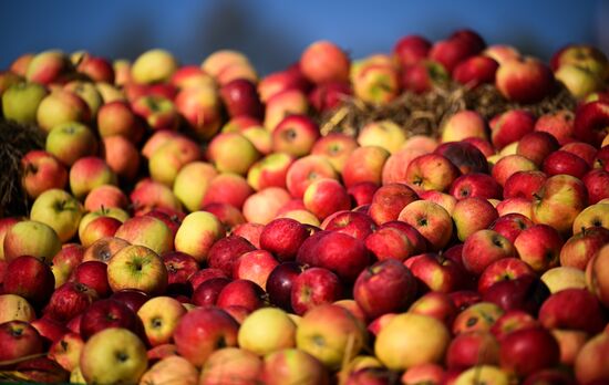 Фестиваль "Золотая осень" в Москинопарке