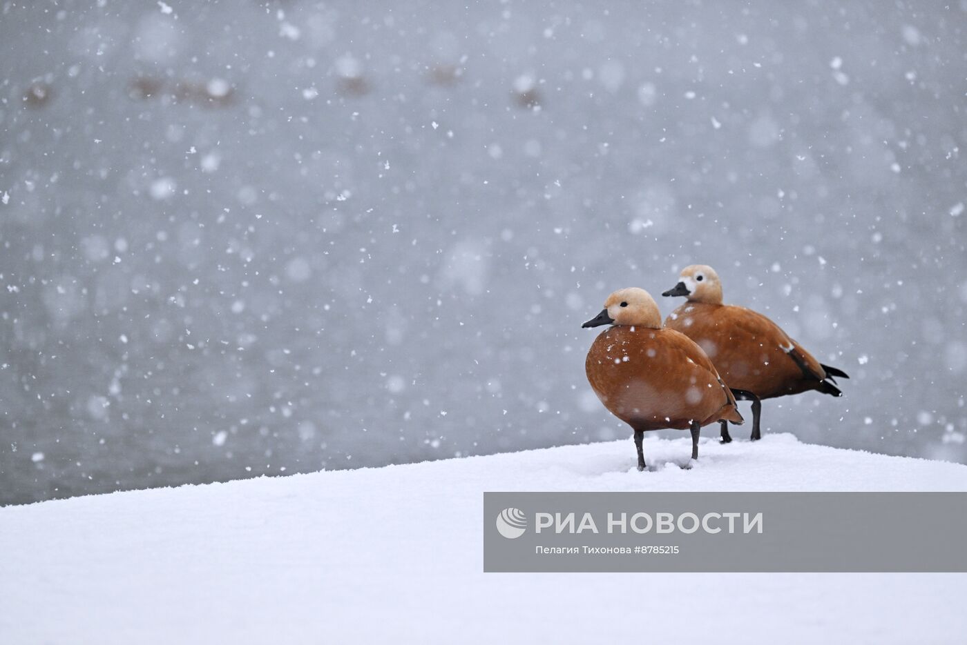 Первый снег в Москве