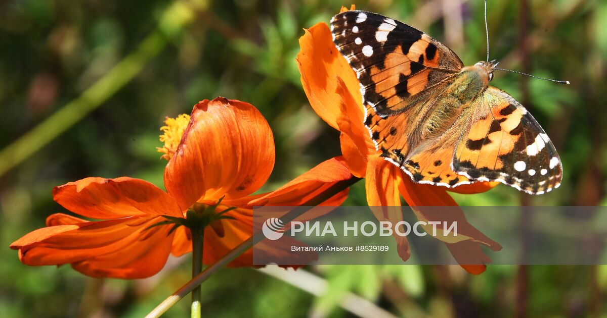 Осень в Ботаническом саду Владивостока | РИА Новости Медиабанк