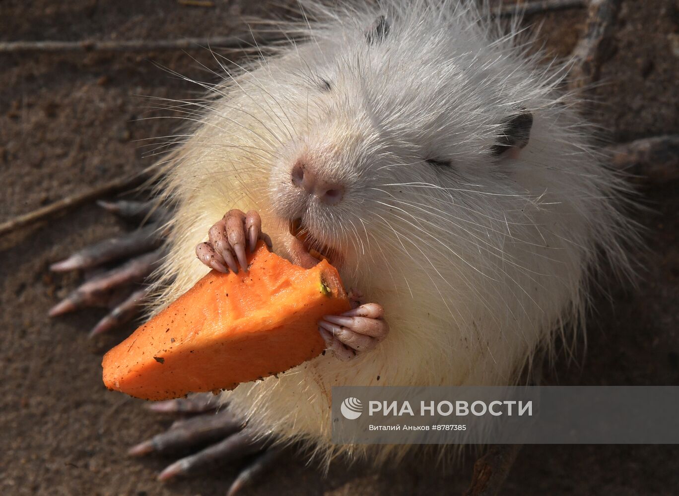 Нутрии в зоопарке "Садгород" во Владивостоке 