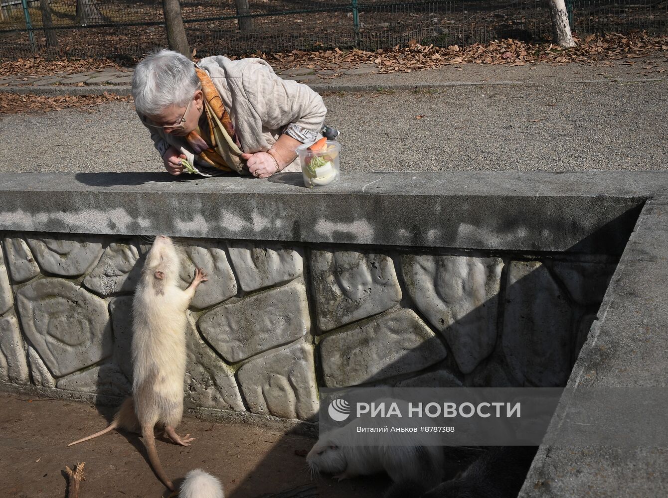 Нутрии в зоопарке "Садгород" во Владивостоке 