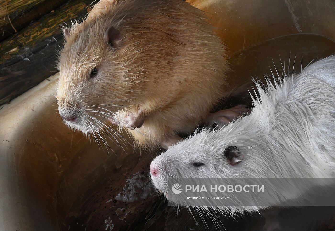 Нутрии в зоопарке "Садгород" во Владивостоке 