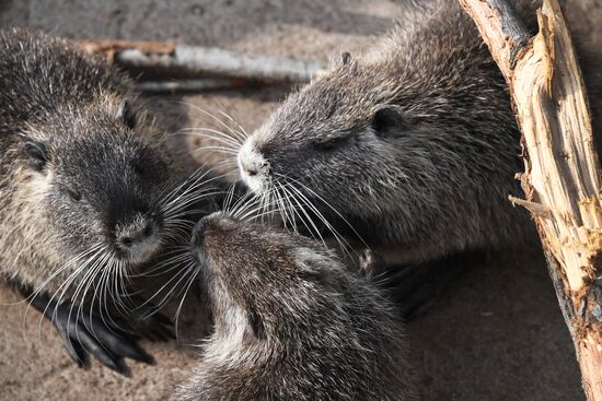 Нутрии в зоопарке "Садгород" во Владивостоке 