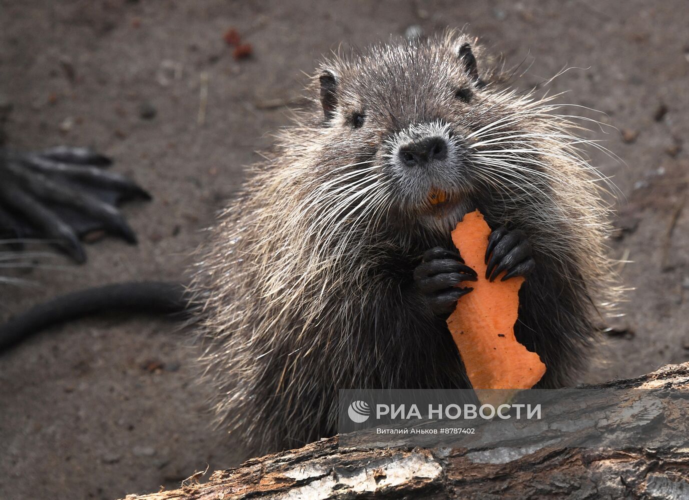 Нутрии в зоопарке "Садгород" во Владивостоке 