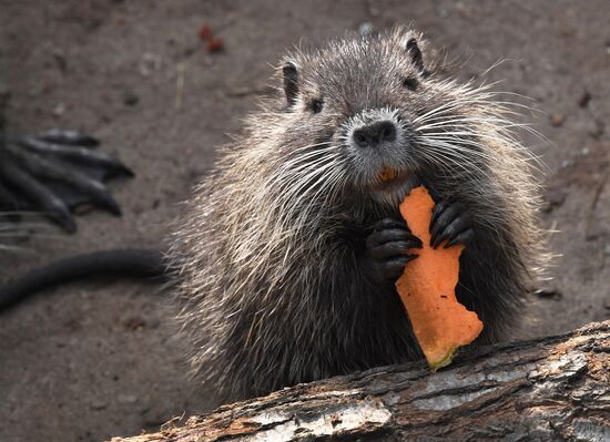 Нутрии в зоопарке "Садгород" во Владивостоке 