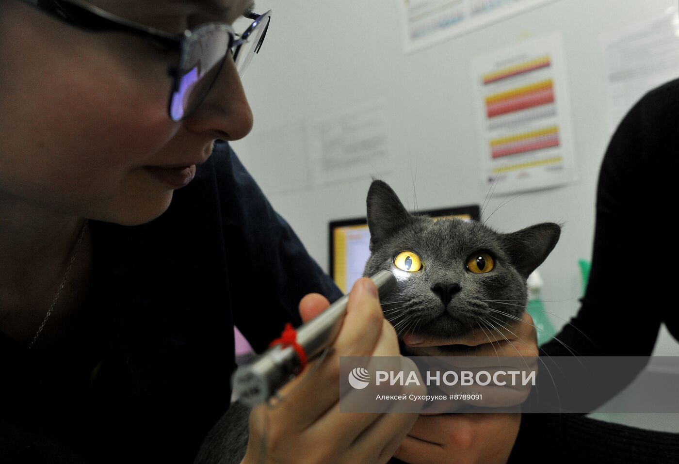 Работа ветеринарной клиники в Тамбове