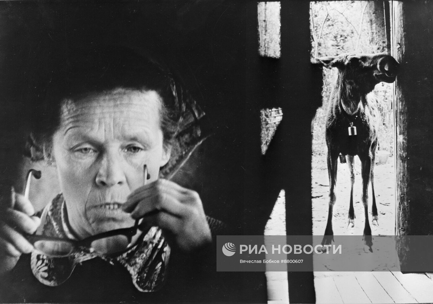 Сумароковская лосиная ферма