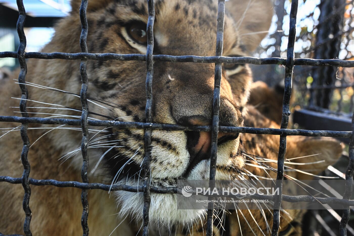 Васильевский зоопарк в Запорожской области 