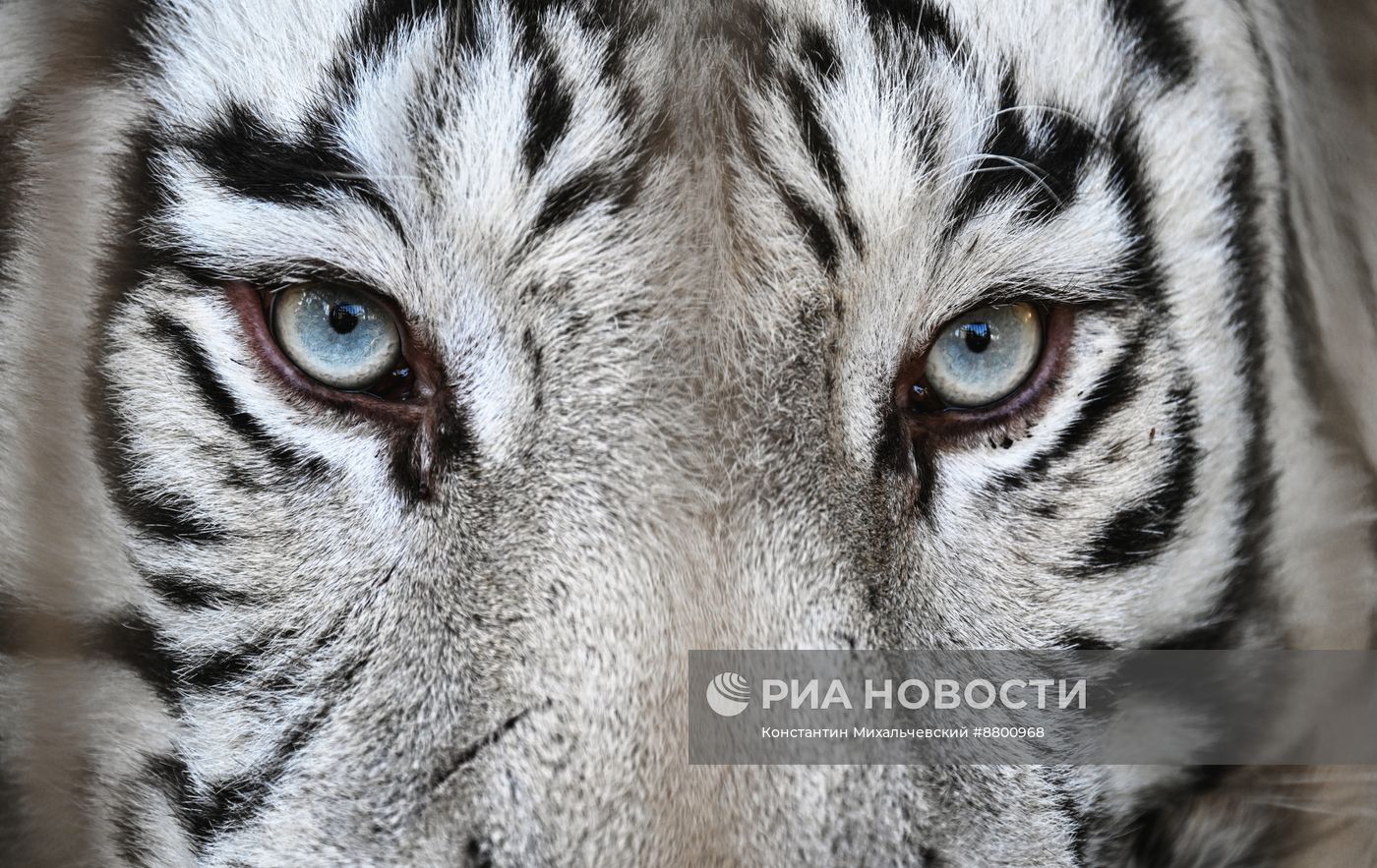 Васильевский зоопарк в Запорожской области 