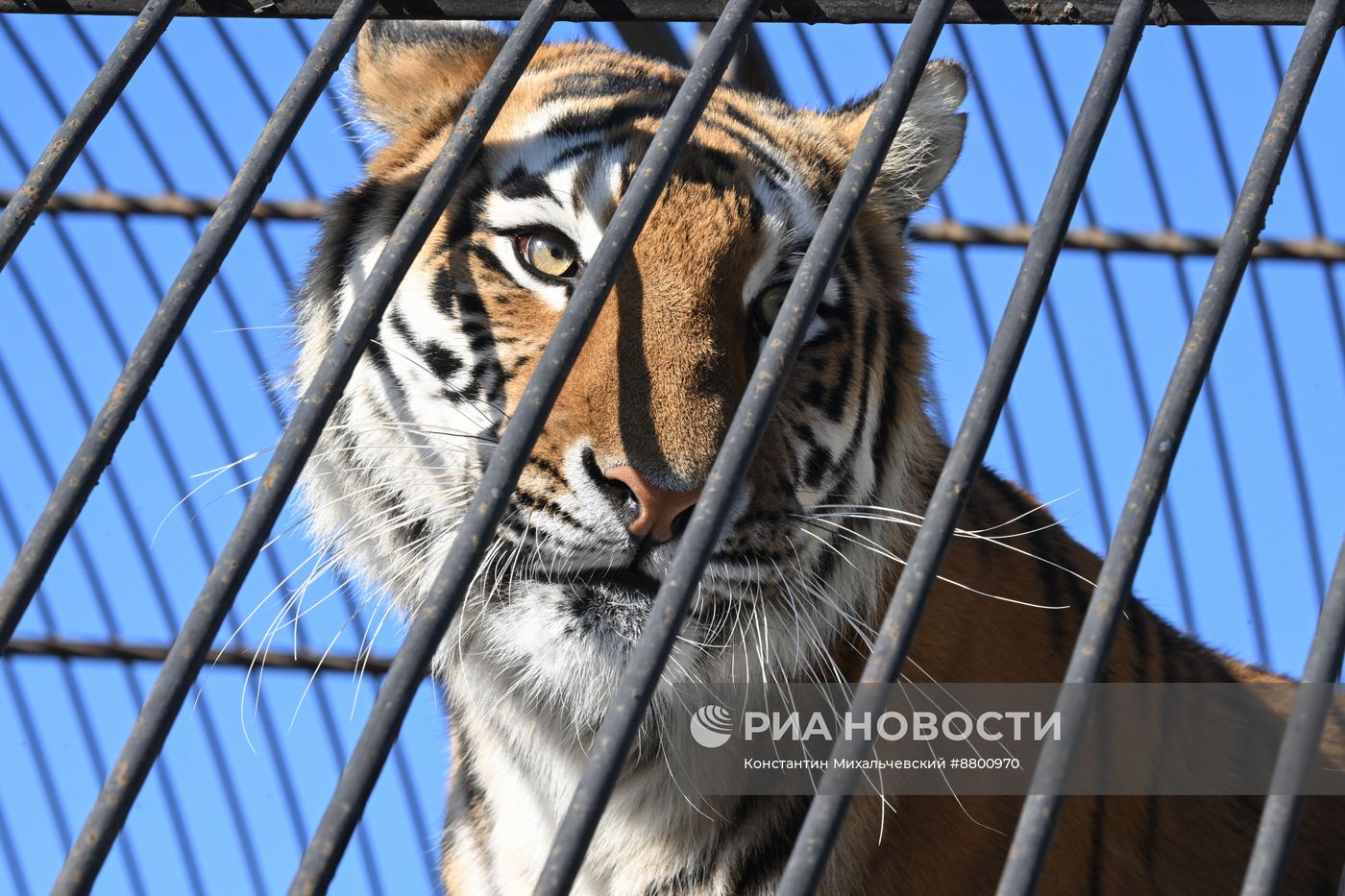 Васильевский зоопарк в Запорожской области 