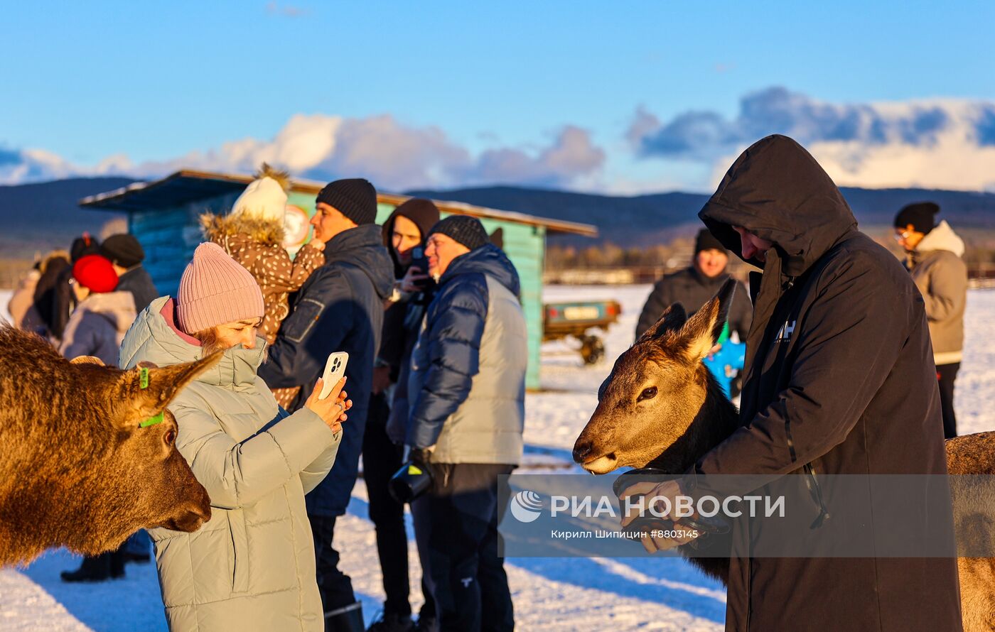 Ферма "Саянский марал" в Республике Бурятия