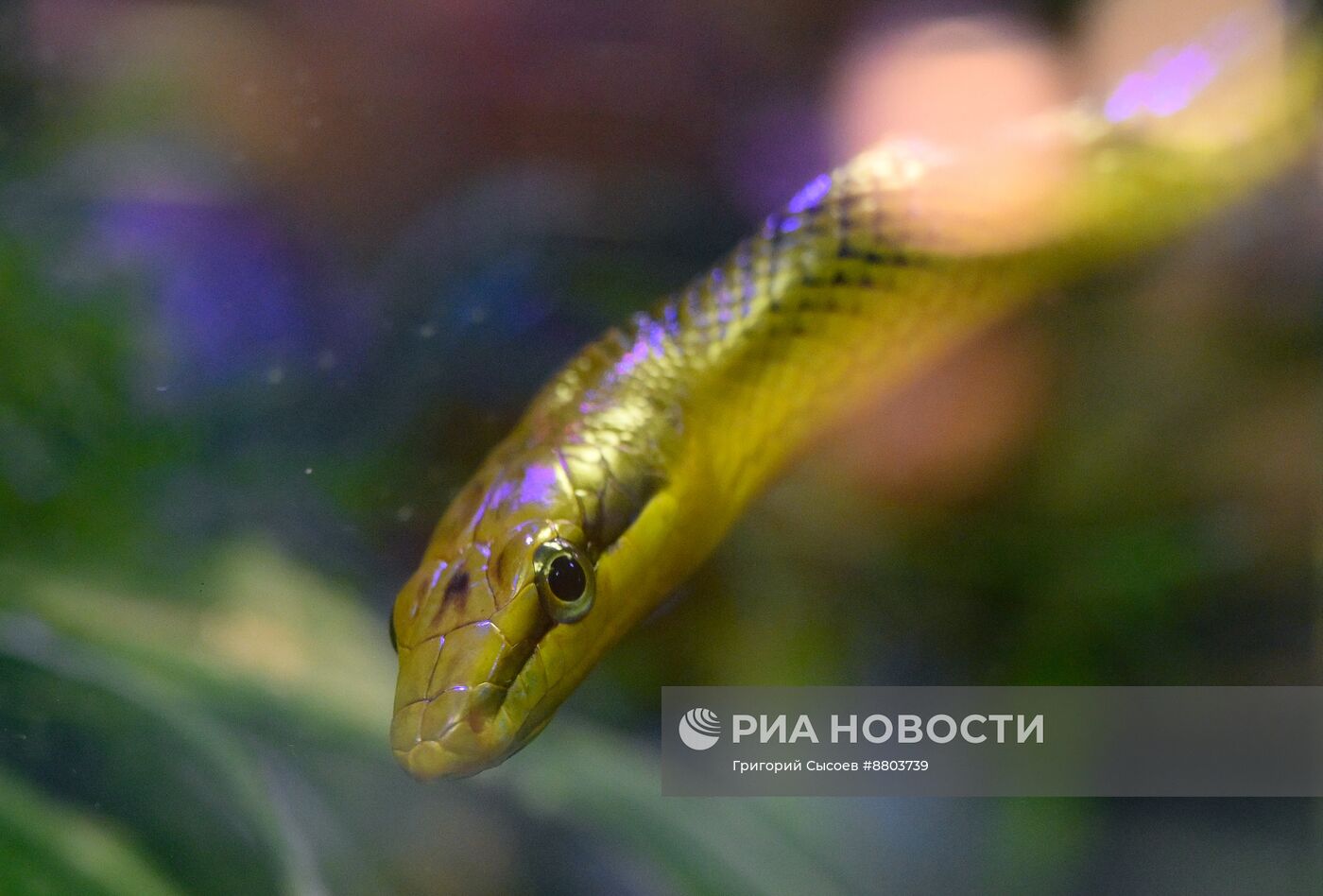 Символ 2025 года по Восточному календарю