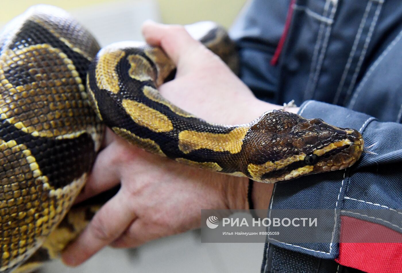 Символ 2025 года по Восточному календарю