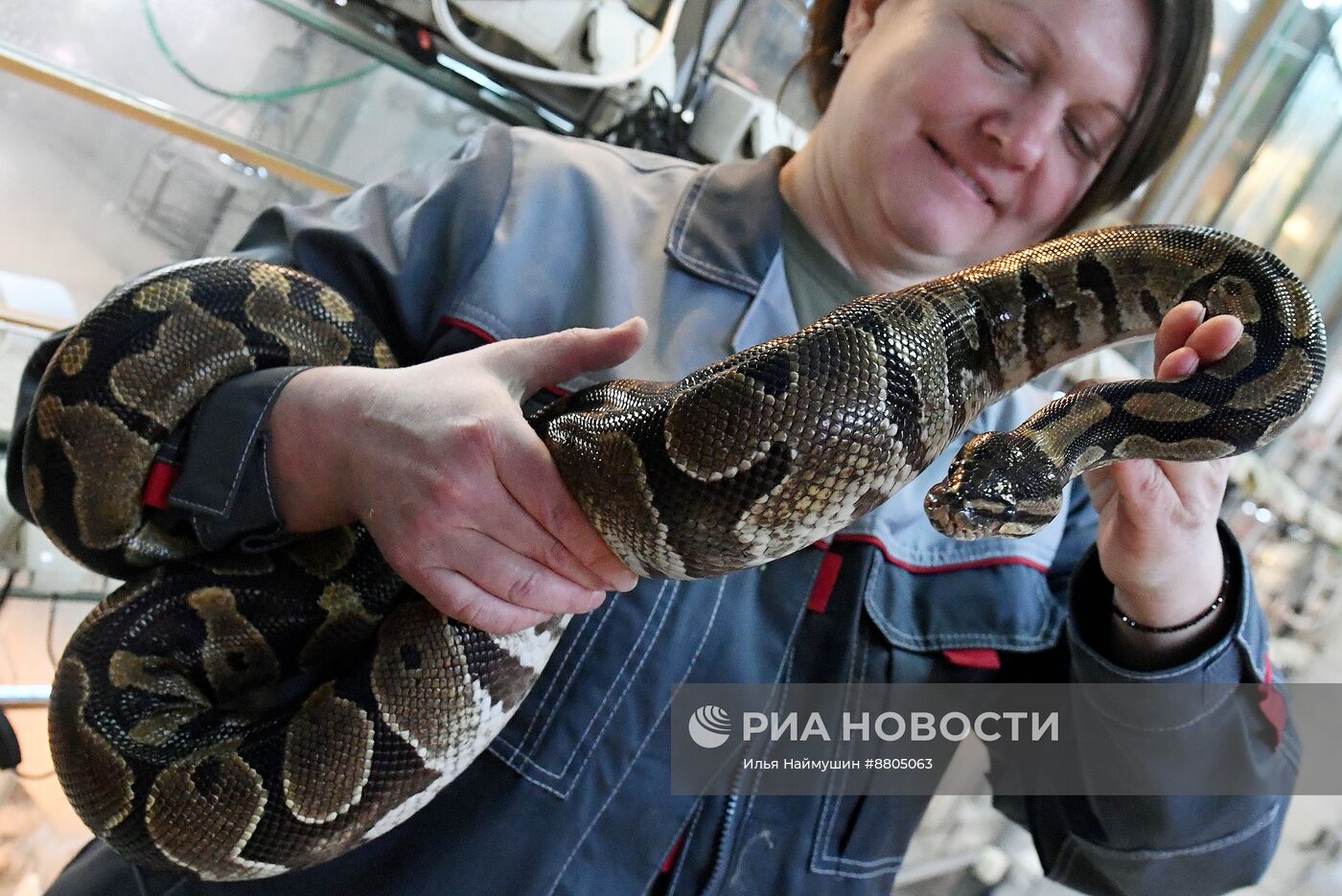 Символ 2025 года по Восточному календарю