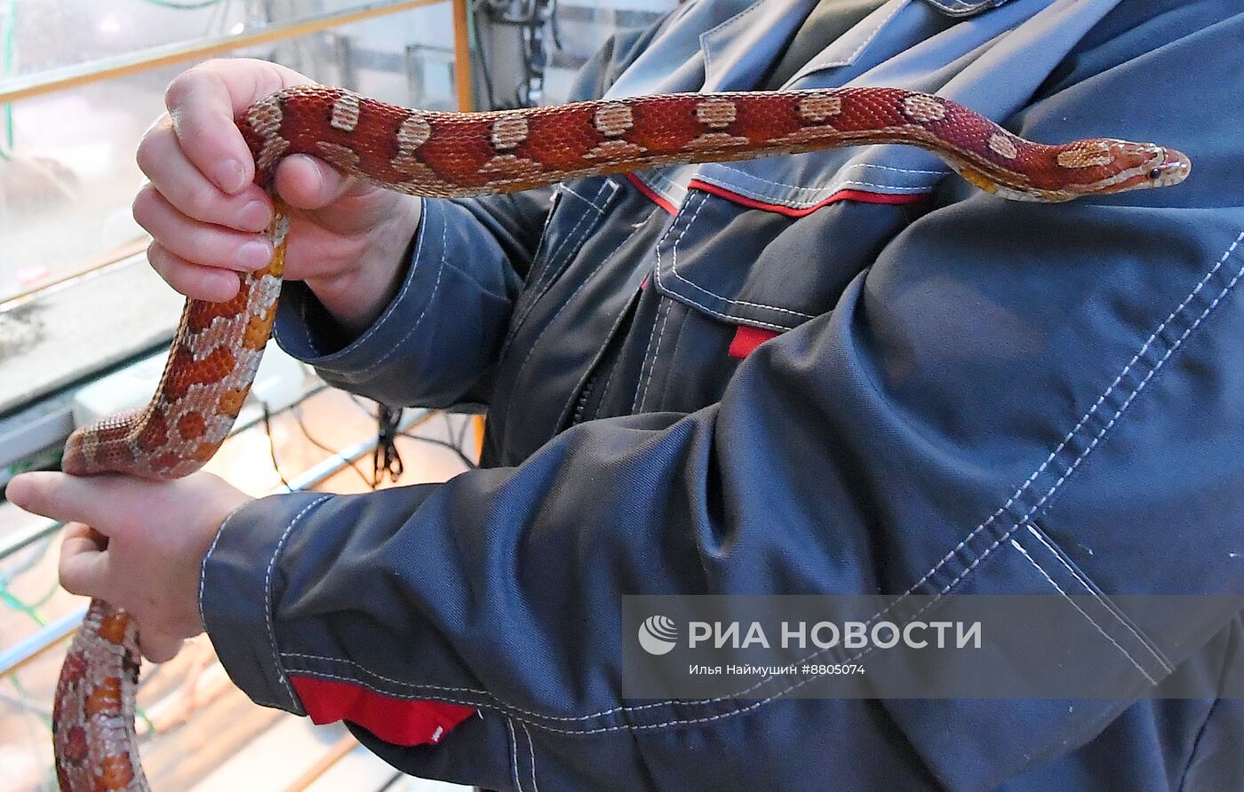 Символ 2025 года по Восточному календарю