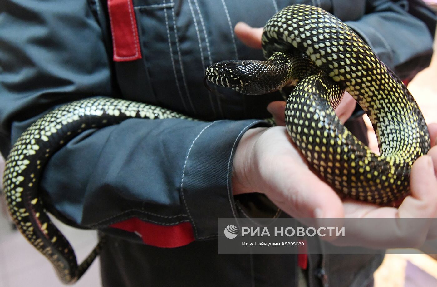 Символ 2025 года по Восточному календарю