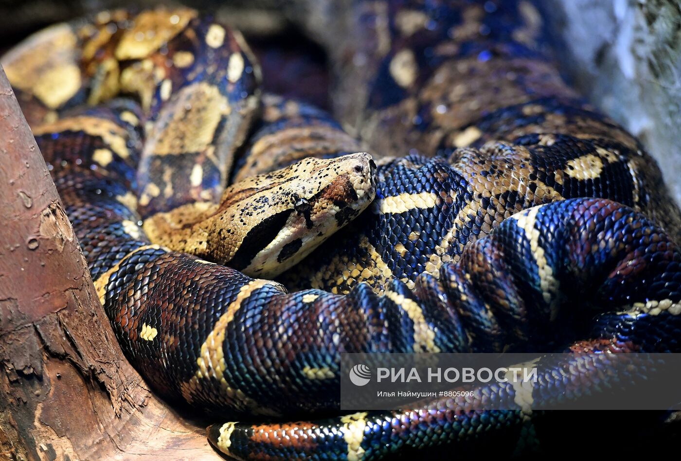 Символ 2025 года по Восточному календарю