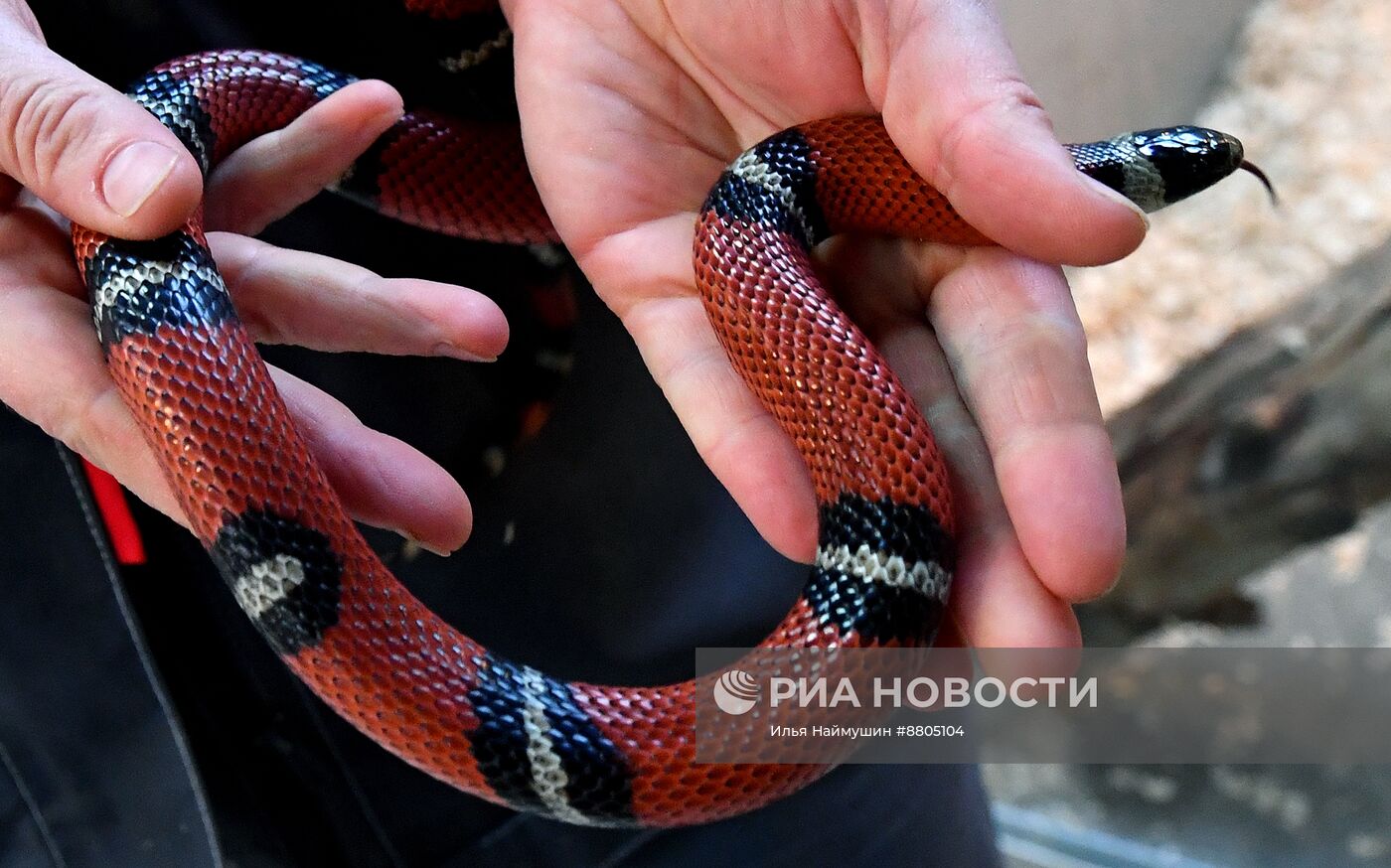 Символ 2025 года по Восточному календарю