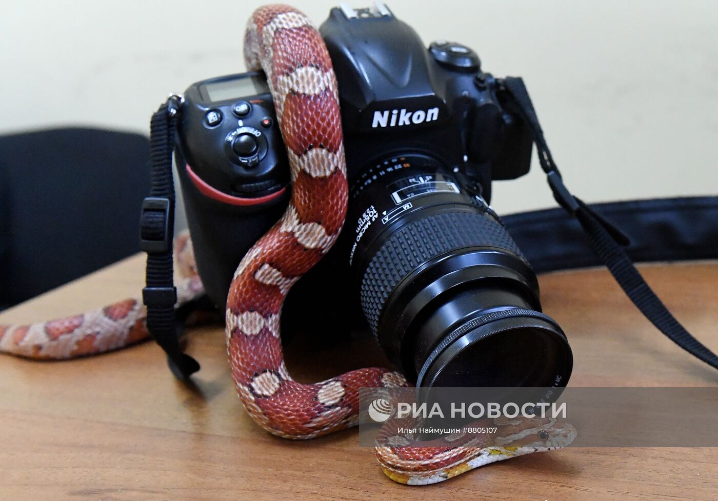 Символ 2025 года по Восточному календарю