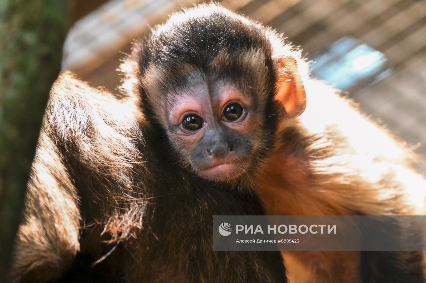 В Ленинградском зоопарке родился детеныш бурых капуцинов