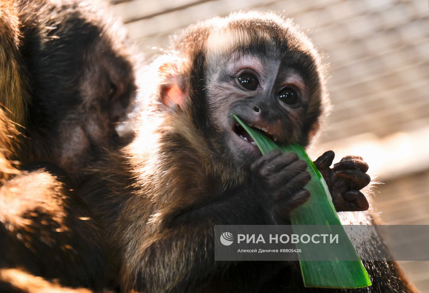 В Ленинградском зоопарке родился детеныш бурых капуцинов