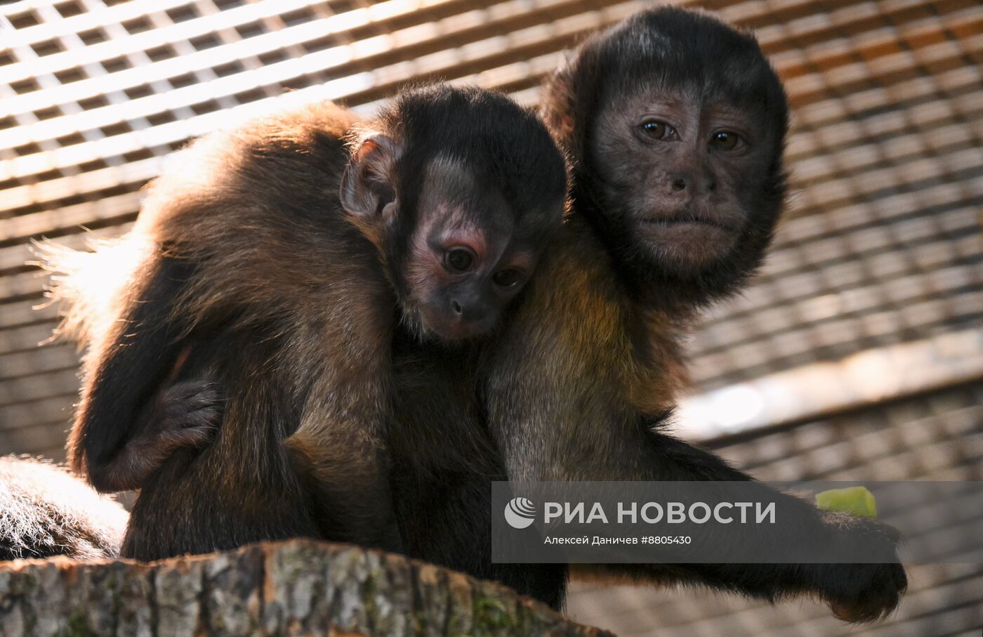 В Ленинградском зоопарке родился детеныш бурых капуцинов