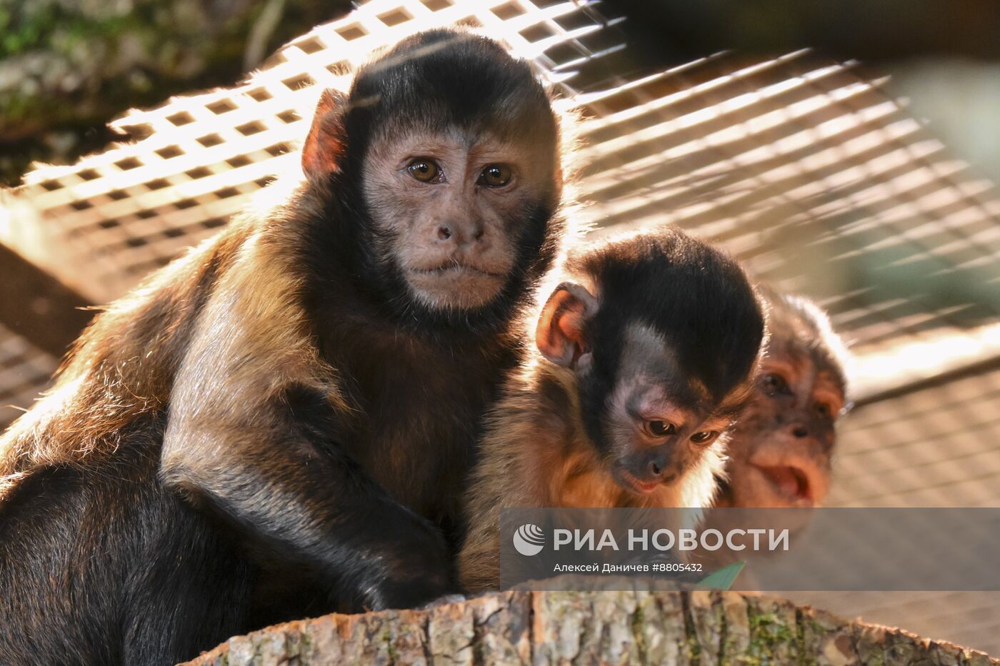 В Ленинградском зоопарке родился детеныш бурых капуцинов