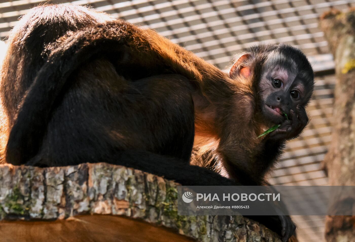 В Ленинградском зоопарке родился детеныш бурых капуцинов