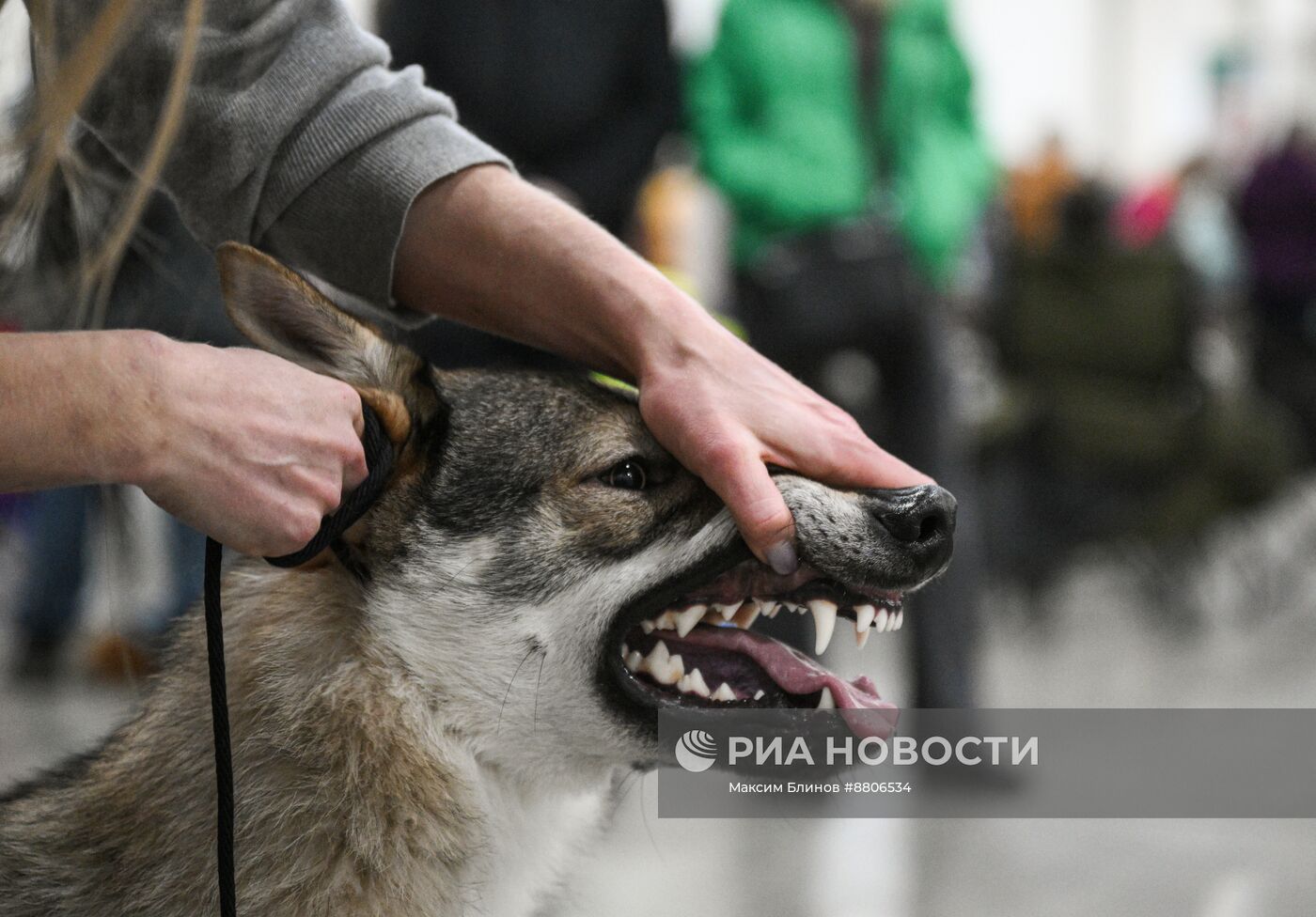 Выставка собак "Евразия"