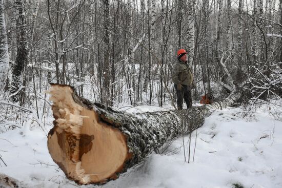 Заготовка дров в Новосибирской области